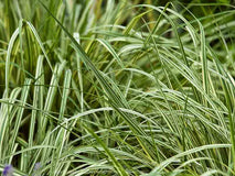 Trzęślica modra Variegata — zdjęcie 6
