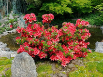 Azalia japońska Geisha Orange — zdjęcie 3