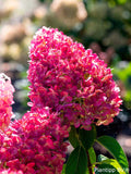 Hortensja bukietowa Living Pink & Rose ® — zdjęcie 3