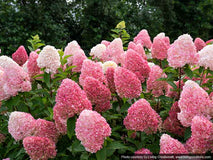 Hortensja bukietowa Living Pink & Rose ® — zdjęcie 4