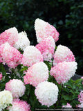 Hortensja bukietowa Living Pink & Rose ® — zdjęcie 6