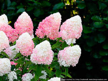 Hortensja bukietowa Living Pink & Rose ® — zdjęcie 5