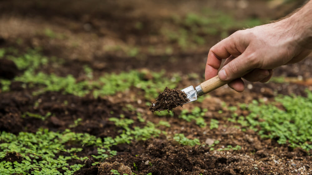 Nawożenie trawnika – czym i jak nawozić?