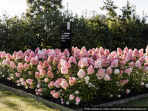 Hortensja bukietowa Living Pink & Rose ® — zdjęcie 7