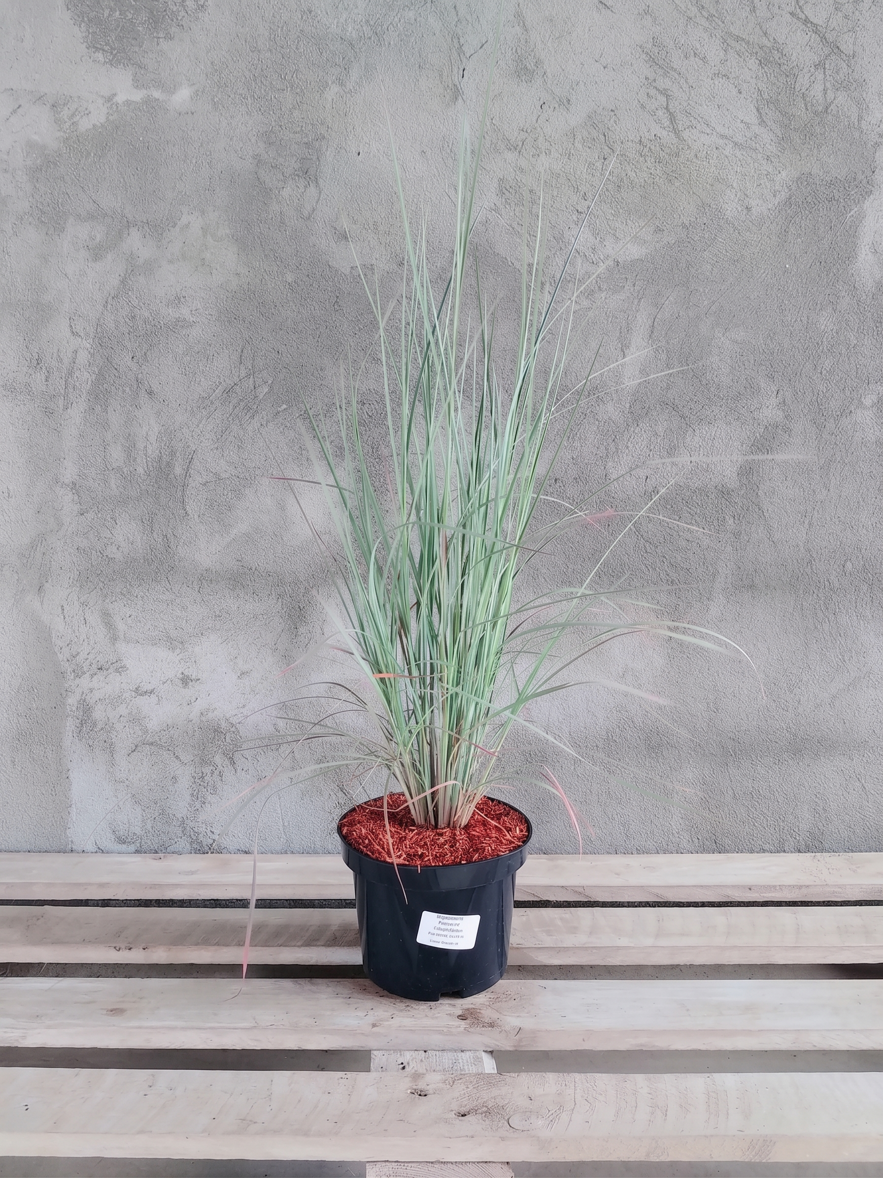 Palczatka miotlasta Prairie Blues C2