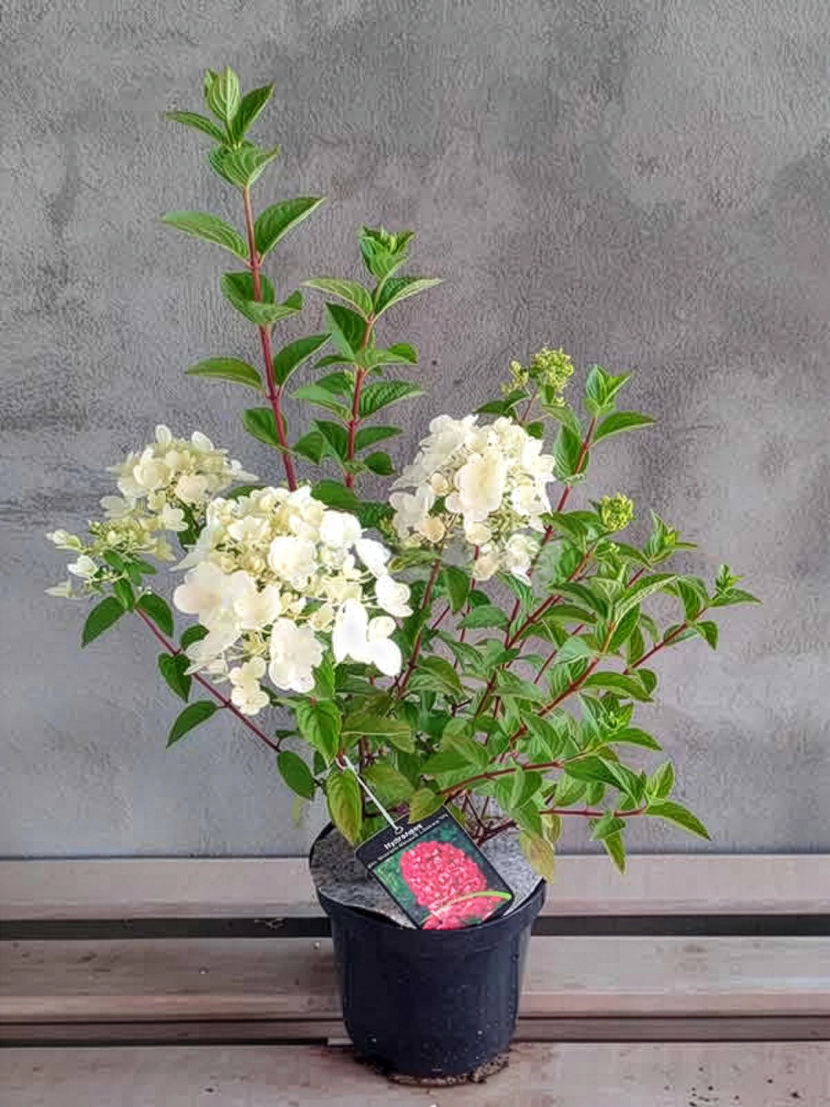 Hortensja bukietowa Diamant Rouge PBR — zdjęcie 2