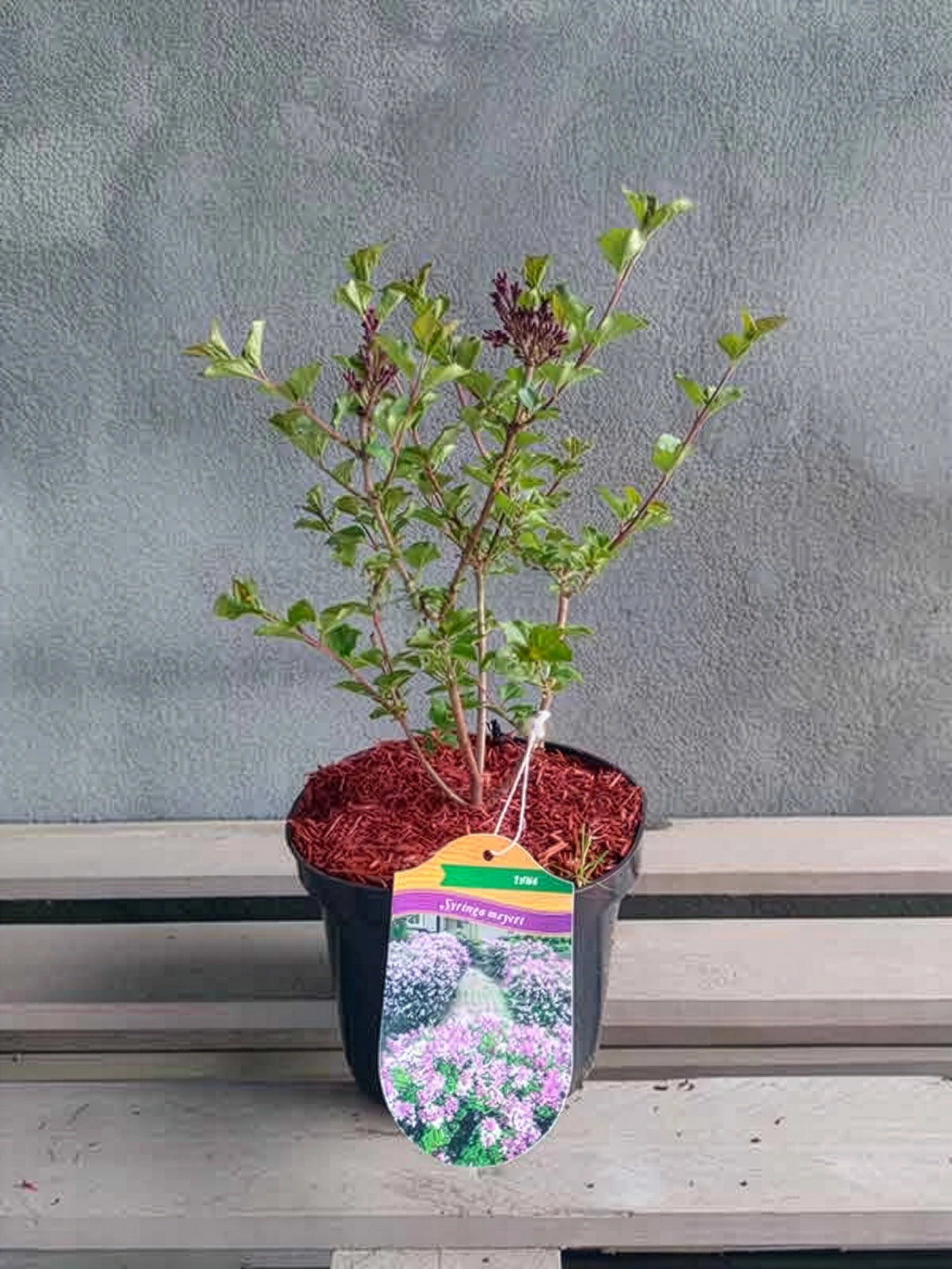 Lilak Meyera Palibin – zdjęcie 2