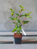 Hortensja bukietowa SUNDAE FRAISE Rensun ® P9