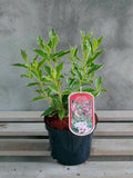Krzewuszka cudowna Nana Variegata — zdjęcie 2