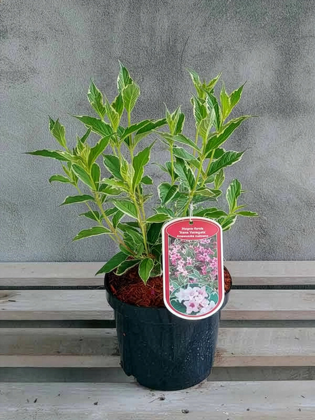 Krzewuszka cudowna Nana Variegata — zdjęcie 2